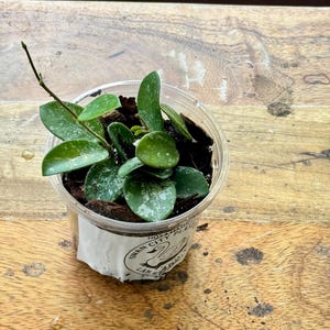 Hoya Mathilde Splash