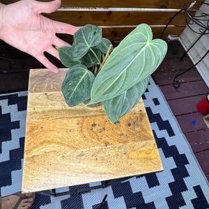 Philodendron Melanochrysum