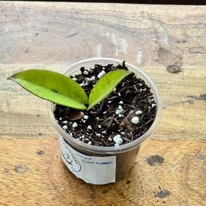 Hoya Carnosa Green