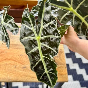 Alocasia Polly 6”