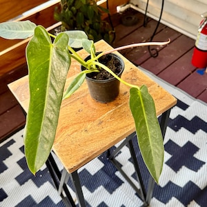 Philodendron Spiritus Sancti