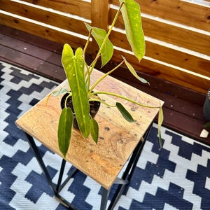 Philodendron Spiritus Sancti