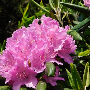 Pink Rhododendron Flower Print – Botanical Photography Digital Download – Nature Wall Art, Floral Decor