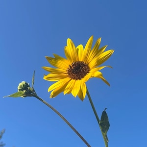 May include: A vibrant image of sunflowers against a clear, bright blue sky. The sunflowers have bright yellow petals and dark brown centers. The stems are long and green, with a few leaves. The background includes green trees.