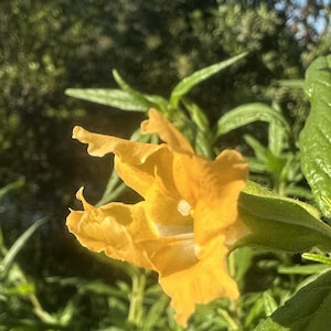 May include: A close-up of a vibrant yellow flower with a white center, set against a backdrop of lush green foliage and a clear blue sky. The flower is in full bloom, showcasing its delicate petals and intricate details. The image captures the beauty of nature.