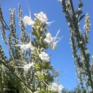 Sacred White Sage Seeds: California Native Herb Smudge Seeds, Silver Foliage, Drought Tolerant