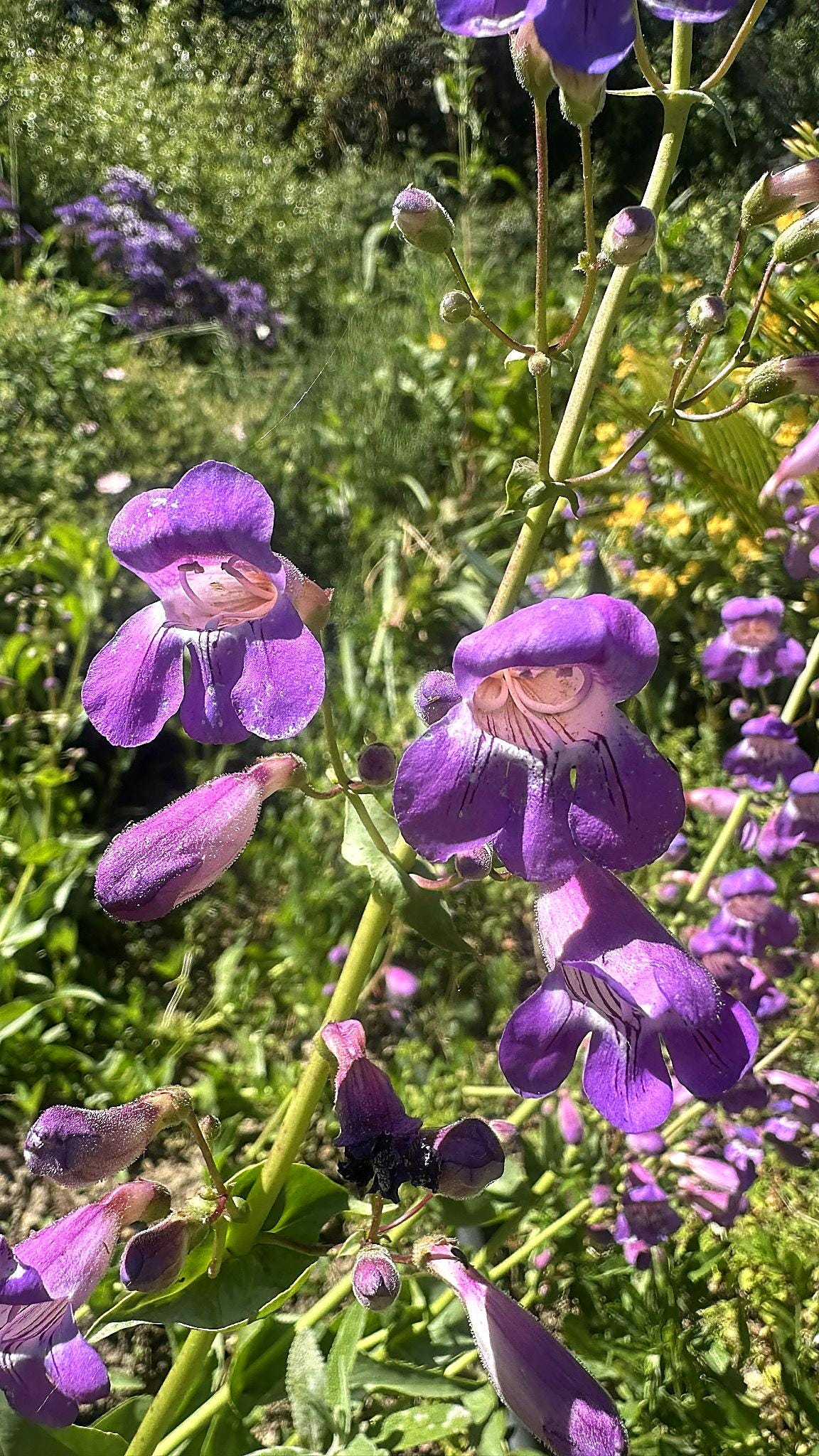 Showy Penstemon Seeds, Penstemon spectabilis, California Native Wildflower, Drought Tolerant, Hummingbird & Pollinator Garden, no GMO