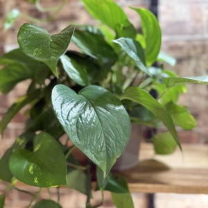 GOLDEN POTHOS - Potted & Non-rooted cuttings - Easy Care