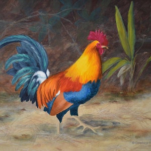 Kauai Rooster