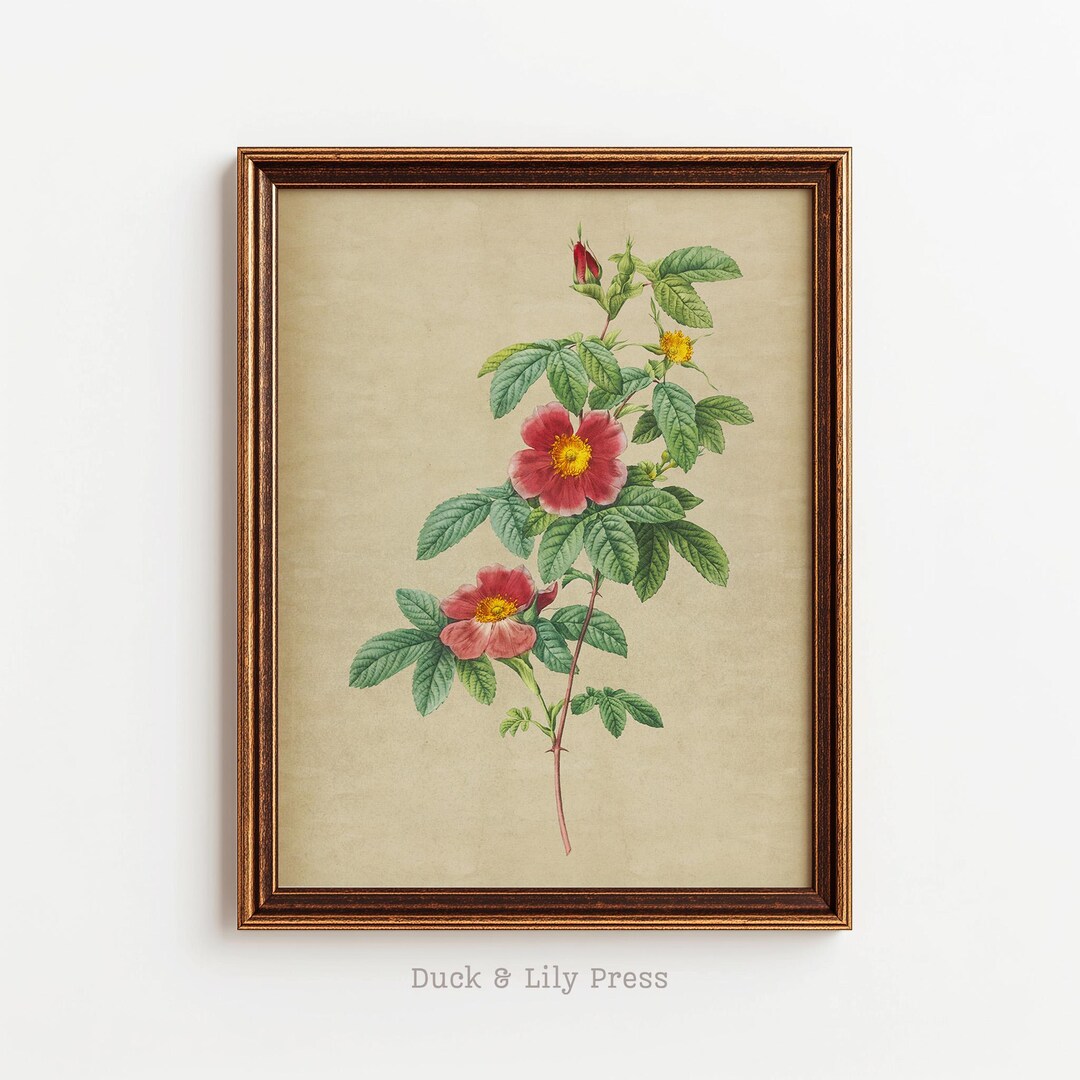 Vintage Wild Rose Botanical Print, Antique Floral Illustration ...