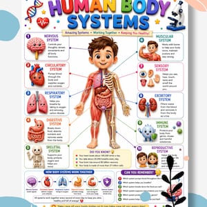 Op de afbeelding: Een educatieve poster getiteld Human Body Systems met een centrale cartoonillustratie van een kind met zichtbare interne organen en skeletstructuur. Tien genummerde secties beschrijven systemen zoals het zenuwstelsel, de bloedsomloop, ademhaling, spijsvertering, skelet, spieren, zintuigen, uitscheiding, immuunsysteem en voortplanting.