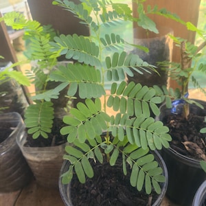 Thai Sweet Tamarind tree from the seed.