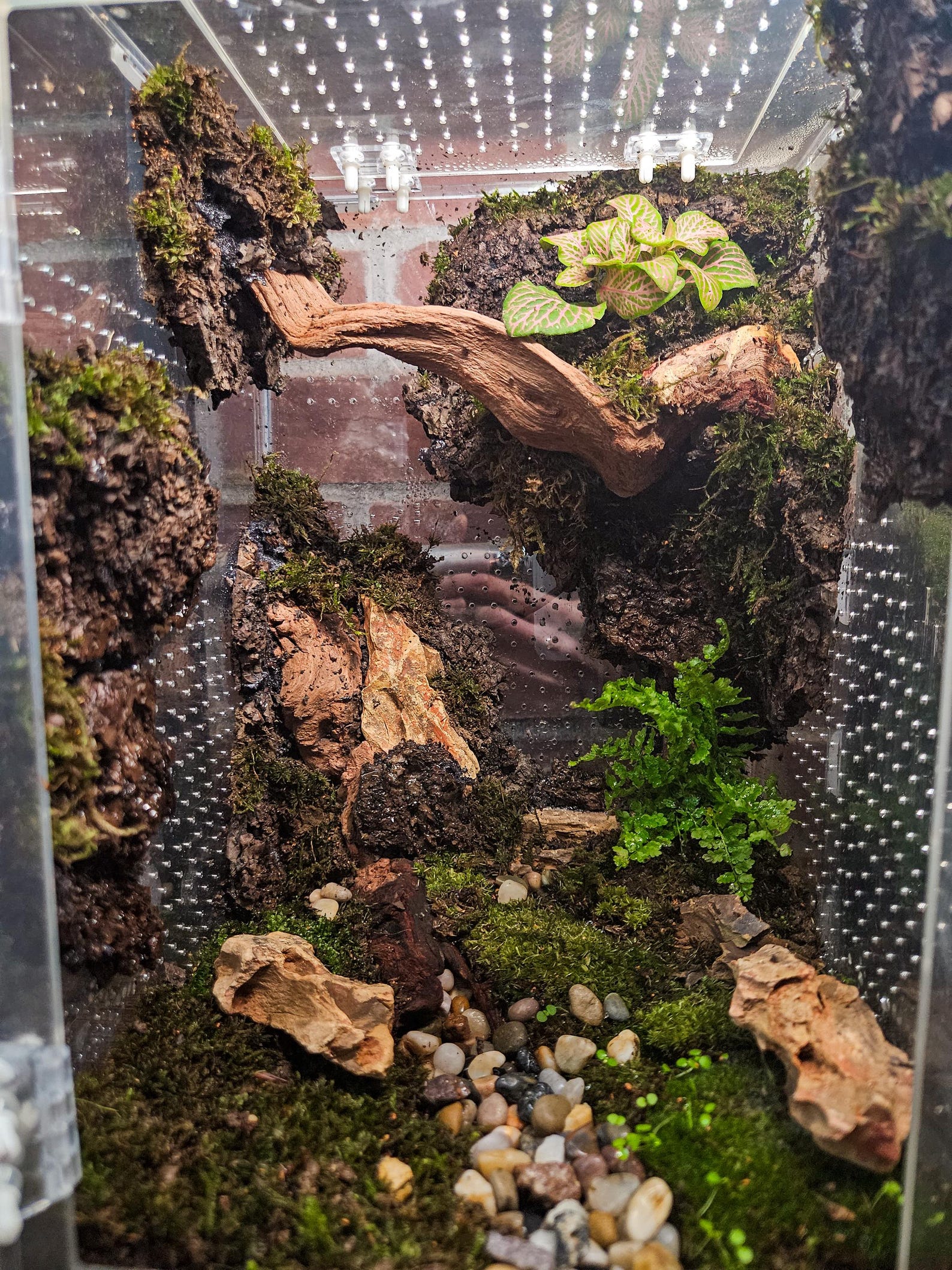 Bioactive Vivarium 8x8x12 | Custom Made Enclosure - Etsy