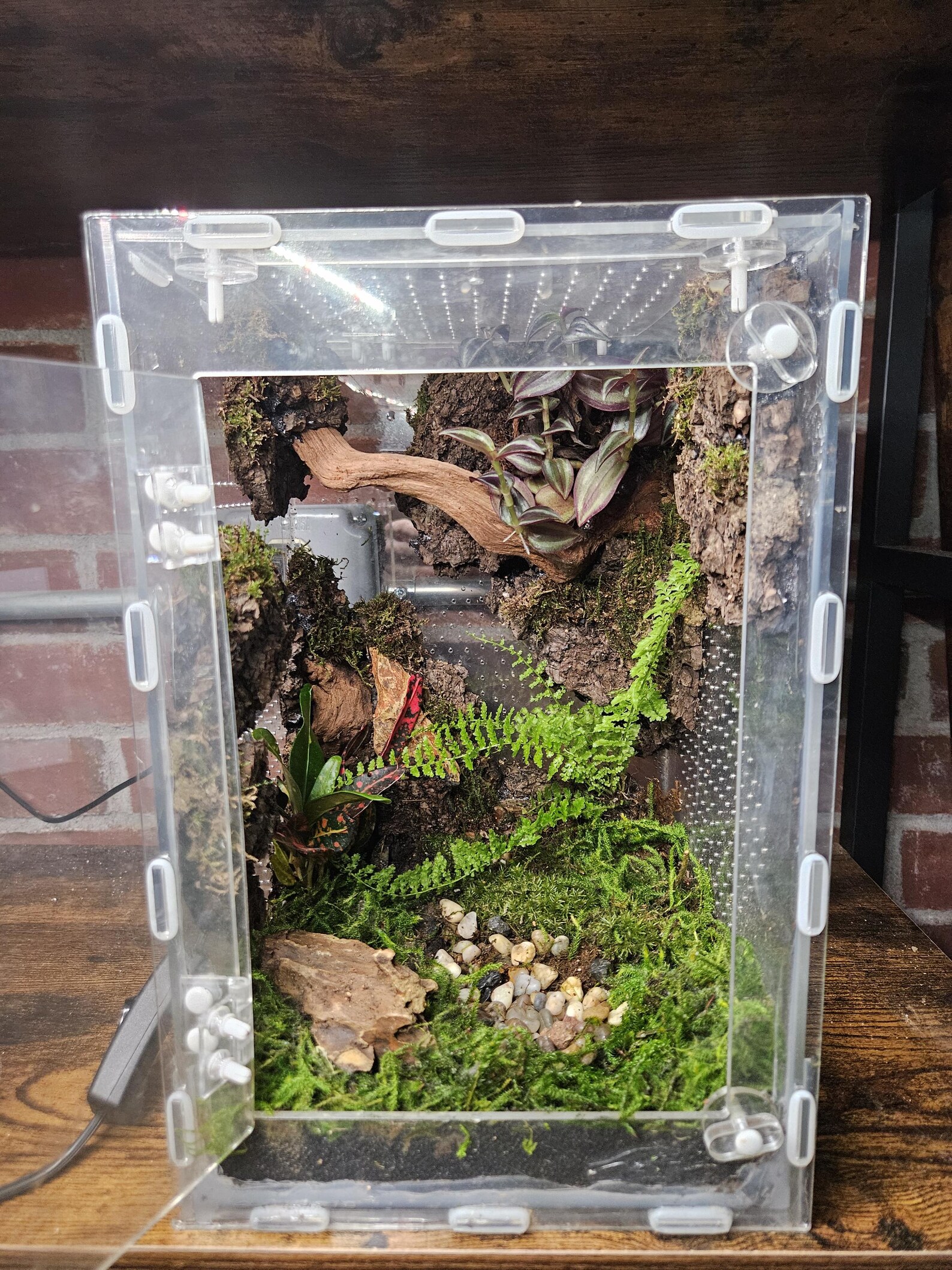 Bioactive Vivarium 8x8x12 | Custom Made Enclosure - Etsy