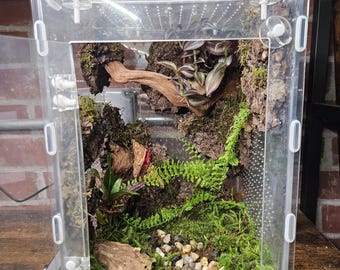 Bioactive Vivarium 8x8x12 | Custom Made Enclosure