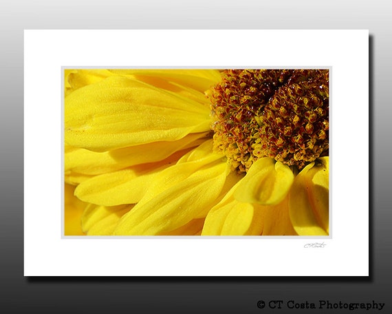 floral print Yellow Daisy Matted Wall Art Ready for framing Macro flower photo