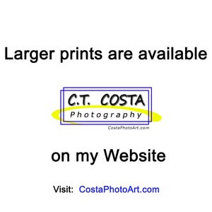 May include: Larger prints are available on my website. Visit CostaPhotoArt.com. The text is in a yellow box with a blue border. The text reads "C.T. COSTA Photography CostaPhotoArt.com"
