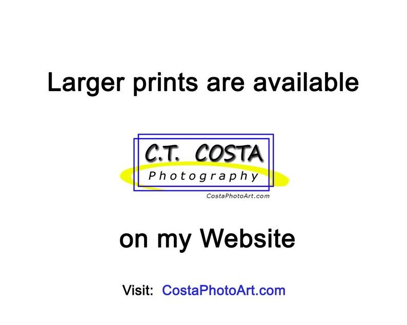 May include: Larger prints are available on my website. Visit CostaPhotoArt.com. The text is in a yellow box with a blue border. The text reads "C.T. COSTA Photography CostaPhotoArt.com"
