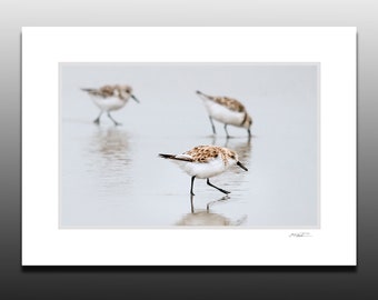 Wading Sanderlings Art Print, Shorebird Photography, Beach Bird Art, Small Wall Art, Great gifts, Fits 5x7 inch Frame