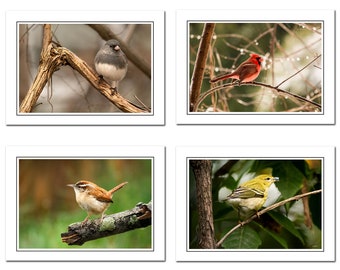 Songbird Photo Notecards Includes Envelopes, Bird Photography Cards, Blank Greeting Card, Thank You Card, blank note cards