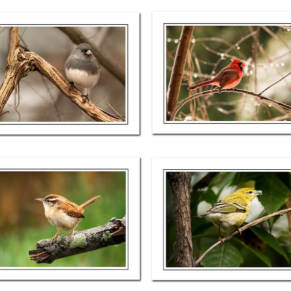 Songbird Photo Notecards Includes Envelopes, Bird Photography Cards, Blank Greeting Card, Thank You Card, blank note cards