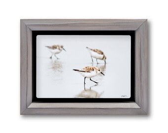 Sanderlings on the Beach Photo Metal Print, Avian Themed Photography, Small Beach Birds, Handcrafted Wood Frame Ready to Hang or Mini Easel