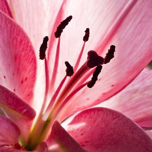 Pink Lily Print, Still life flower wall art, Cubicle decor, Gift for her, Available in many Sizes image 1