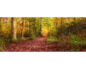 Fall Trail Limited Edition Panoramic Photography Print, Autumn Foliage, Forest Landscape, Fall Theme Decor