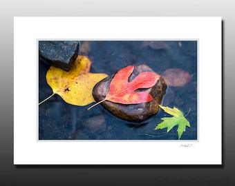 Fall Leaves and River Rocks Small Matted Photography Print, Autumn Themed Wall Art, Red Sassafras, Fits 5x7 inch Frame