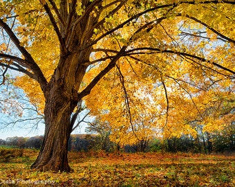 Yellow Maple Tree, Autumn Landscape Photography, Fall leaves, Tree photography, Home wall art, Cubicle decor