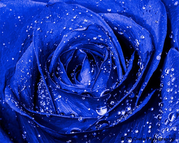 Blue Rose Photo Flower Still Life Art Floral Wall Art Blue Etsy