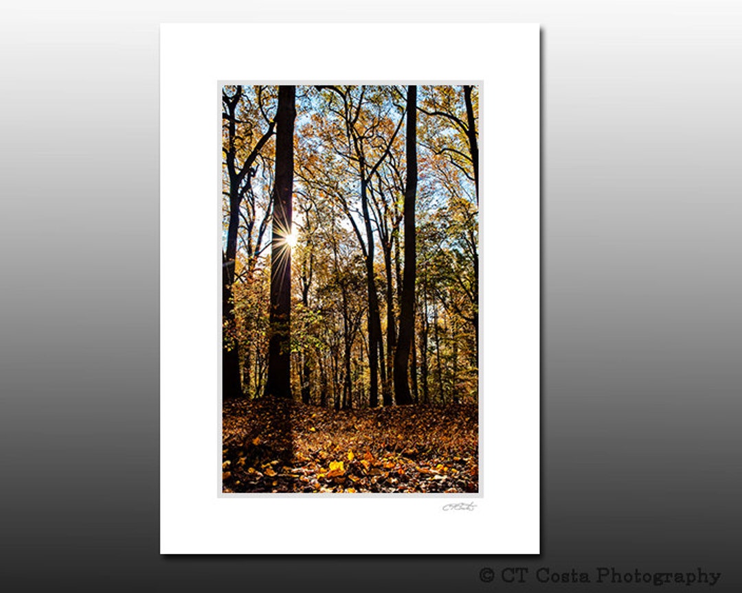 Woodland Autumn Sunrise Art Print Nature Photography Matted - Etsy