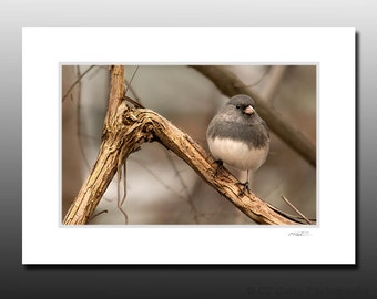 Gray Junco Bird Photography Matted Print, Small Bird Wall Art, Avian enthusiast gift idea, Ready for Framing, Fits 5x7 inch Frame