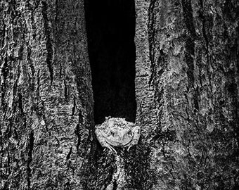 Frog Nature Photography, Frog in a Tree, Toad, Polliwog, black and white, fine art print