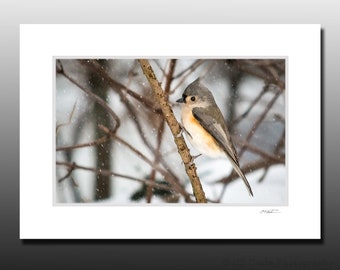 Tufted Titmouse Bird Photography Small Matted Print, Avian Enthusiast Art gift idea, Ready for Framing, Fits 5x7 inch Frame