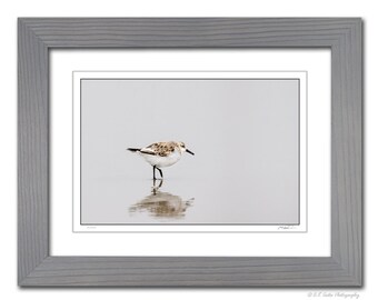 Framed Limited Edition Sanderling Shorebird, Avian Themed Wall Art, Wildlife Photography, Comes Ready to Hang