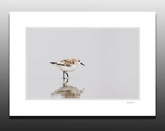 Shorebird Matted Art Print, Bird Photography, Sanderling Art, Small Wall Art, Great gifts, Fits 5x7 inch Frame