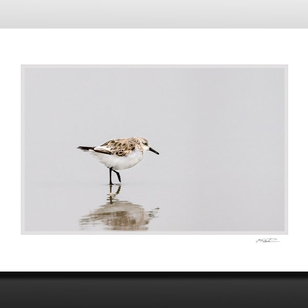 Shorebird Matted Art Print, Bird Photography, Sanderling Art, Small Wall Art, Great gifts, Fits 5x7 inch Frame