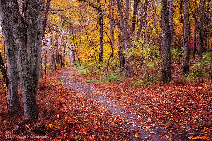 Autumn Path Nature Photography Print, Woodland Pathway, Forest Trail, Fall  Landscape, Fall Theme, Cottage Decor - Etsy