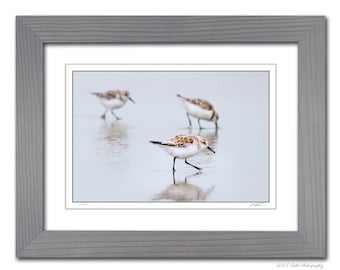 Framed Limited Edition Wading Sanderlings, Shorebird Themed Wall Art, Avian Beach Photography, Comes Ready to Hang