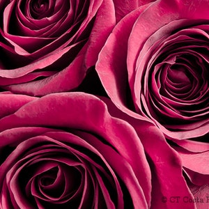 Rose Photo Print, Pink flowers, Red rose bouquet , Floral wall decor, Valentines day gift idea image 1