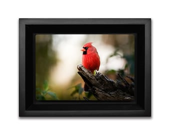 Cardinal Bird Photography on Metal, Cardinal Gift, Small Framed Songbird Wall Art with Handcrafted Wood Frame