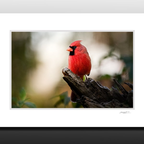 Cardinal Small Matted Print, Bird Photography, Cubicle and Dorm Wall Art, Stocking Stuffer gifts, Fits 5x7 inch Frame