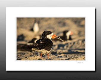 Shorebird Themed Small Matted Photography Print, Black Skimmer Birds, Avian Enthusiast Gift, Cape May NJ Birds, Fits 5x7 inch Frame