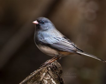 Dark Eyed Junco Bird Photography, Woodland Bird Photo, Perched Small Bird, Avian, Slate Blue, Bird enthusiast wall decor