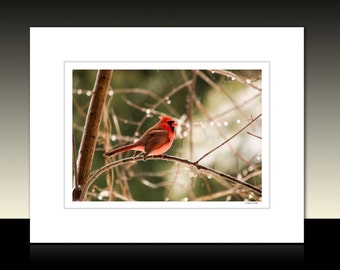 Red Cardinal Matted Print, Avian theme decor, red bird wall art, Ready for framing or framed