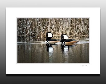 Hooded Merganser Matted Art Print, Bird Photography, Waterfowl Art, Small Wall Art, Great gifts, Fits 5x7 inch Frame