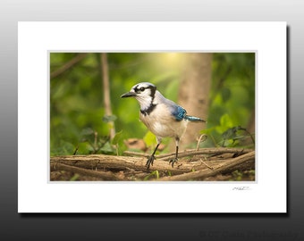Bird Matted Photography Print, Blue Jay, Avian Wall Art, Stocking Stuffer gifts, Ready for Framing, Fits 5x7 inch Frame