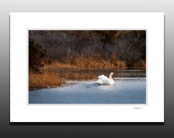 Mute Swan Small Matted Art Print, Bird Photography, Waterfowl Art, Small Wall Art, Great gifts, Fits 5x7 inch Frame