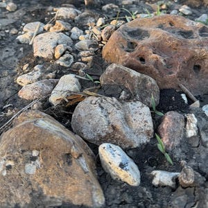 May include: A dirt path with various sized rocks and pebbles. The path leads uphill towards a blurred background of green foliage and a blue sky. The foreground features several large, brown rocks.